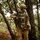 A fully equipped soldier in multicam/OCP camouflage uniform stands among trees in a forested environment. The individual is carrying an assault rifle and wearing full tactical gear including a helmet with mounted accessories, plate carrier, and communications equipment. The setting appears to be a training exercise or patrol in a woodland area.
