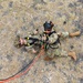 Hawaii Army National Guard holds CERFP capabilities demonstration