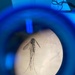 NAMRU EURAFCENT Manuscript Published in Medical and Veterinary Entomology