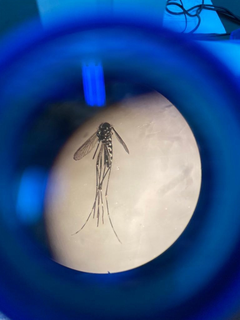 NAMRU EURAFCENT Manuscript Published in Medical and Veterinary Entomology