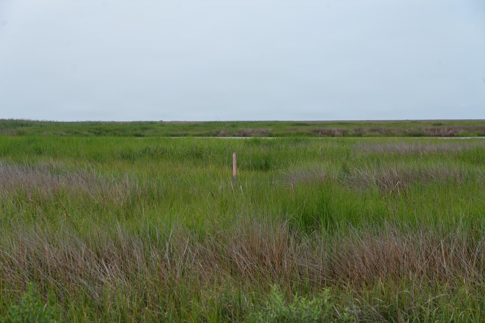 From Dredge to Delta: USACE, Partners Restore Over 70 Acres of Wetlands at Deal Island Wildlife Management Area