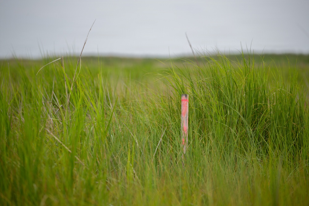 From Dredge to Delta: USACE, Partners Restore Over 70 Acres of Wetlands at Deal Island Wildlife Management Area
