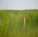 From Dredge to Delta: USACE, Partners Restore Over 70 Acres of Wetlands at Deal Island Wildlife Management Area