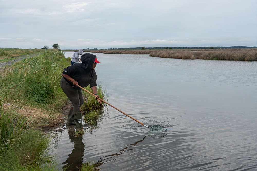 From Dredge to Delta: USACE, Partners Restore Over 70 Acres of Wetlands at Deal Island Wildlife Management Area