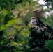 1st Special Forces Group (Airborne) conducts ambush training during Tahoma Strike