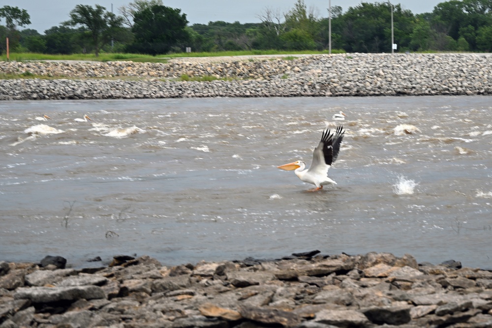 American white pelicans below Kaw Dam