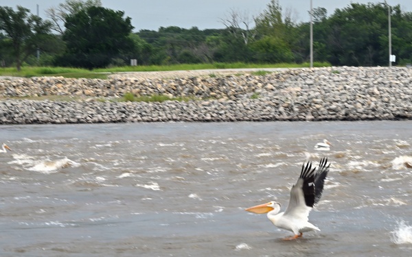 American white pelicans below Kaw Dam