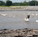 American white pelicans below Kaw Dam