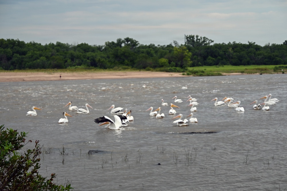 American white pelicans below Kaw Dam