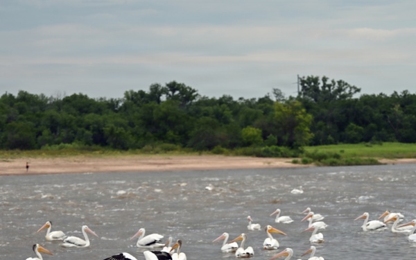 American white pelicans below Kaw Dam