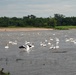 American white pelicans below Kaw Dam