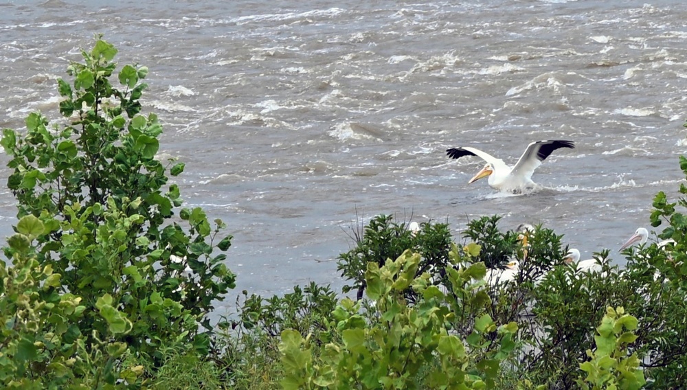 American white pelicans below Kaw Dam