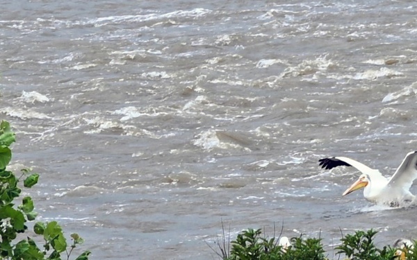 American white pelicans below Kaw Dam