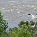 American white pelicans below Kaw Dam