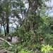 MCED-P 26.1 conduct tree felling operations