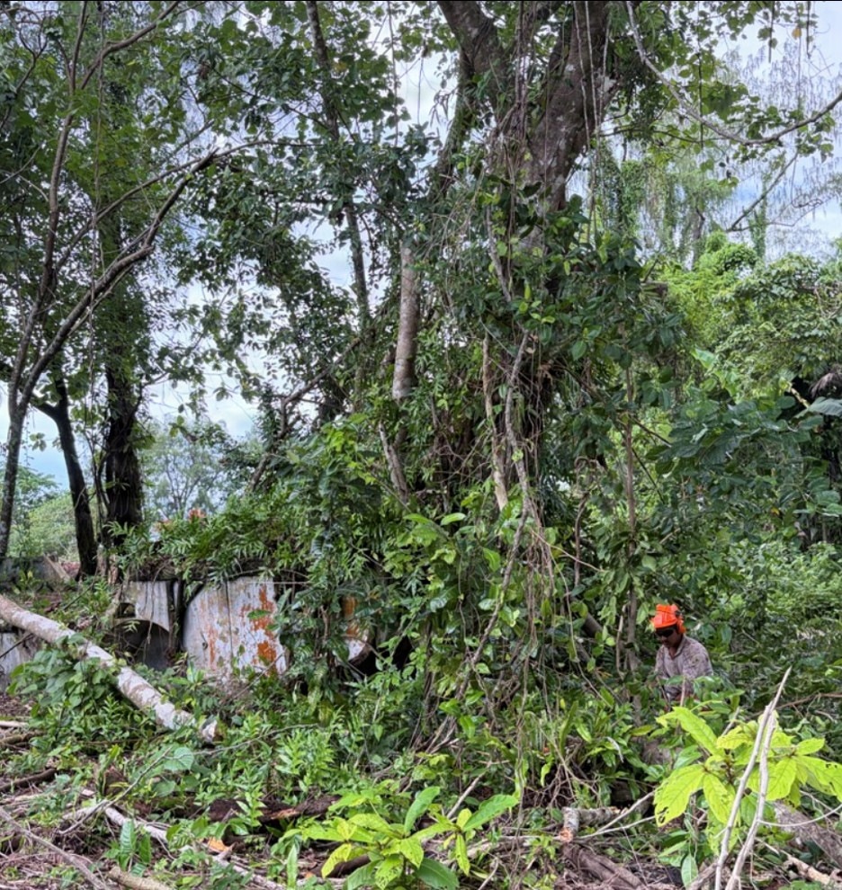 MCED-P 26.1 conduct tree felling operations