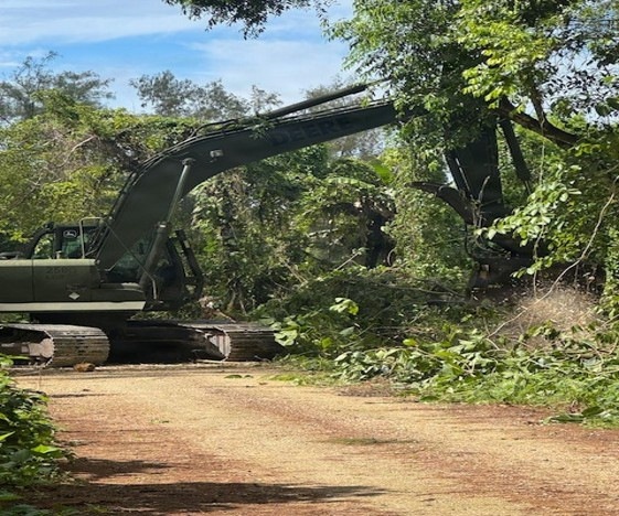 MCED-P 26.1 clear dense vegetation