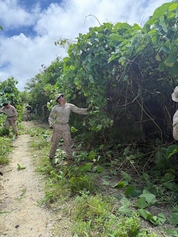 MCED-P 26.1 clear dense vegetation