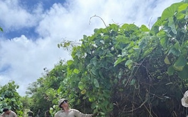 MCED-P 26.1 clear dense vegetation