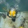 Multinational Navy divers conduct diving operations during RIMPAC 2026 Multinational Navy divers conduct diving operations during RIMPAC 2026