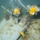 Multinational Navy divers conduct diving operations during RIMPAC 2026 Multinational Navy divers conduct diving operations during RIMPAC 2026