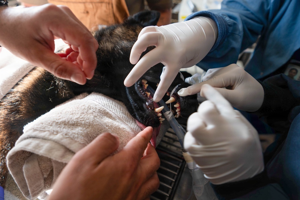 Early dental care keeps Spangdahlem Air Base military working dogs’ bite in the fight
