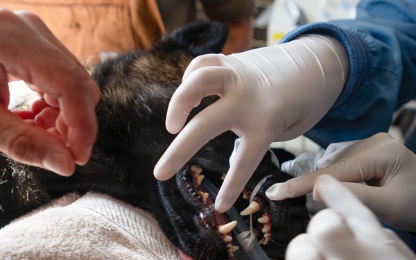 Early dental care keeps Spangdahlem Air Base military working dogs’ bite in the fight