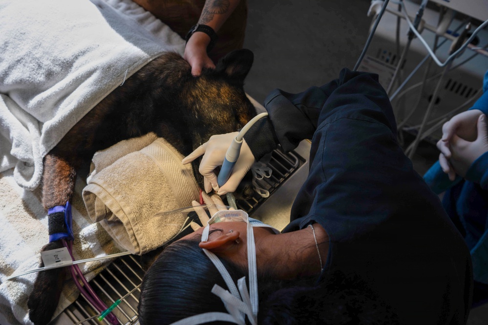 Early dental care keeps Spangdahlem Air Base military working dogs’ bite in the fight