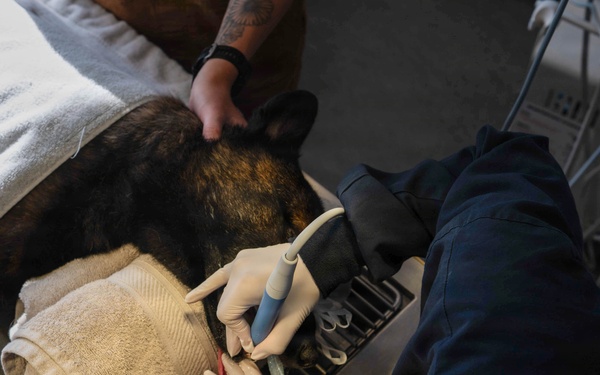 Early dental care keeps Spangdahlem Air Base military working dogs’ bite in the fight