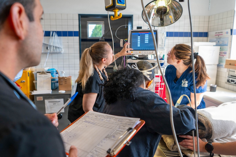 Early dental care keeps Spangdahlem Air Base military working dogs’ bite in the fight