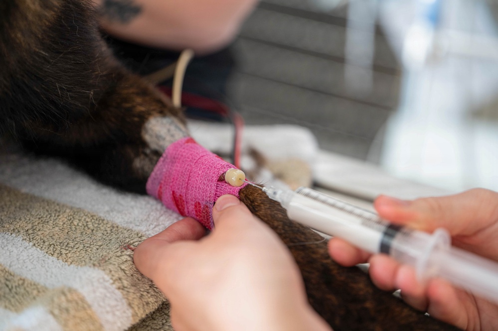 Early dental care keeps Spangdahlem Air Base military working dogs’ bite in the fight
