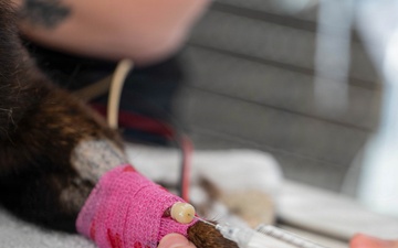 Early dental care keeps Spangdahlem Air Base military working dogs’ bite in the fight