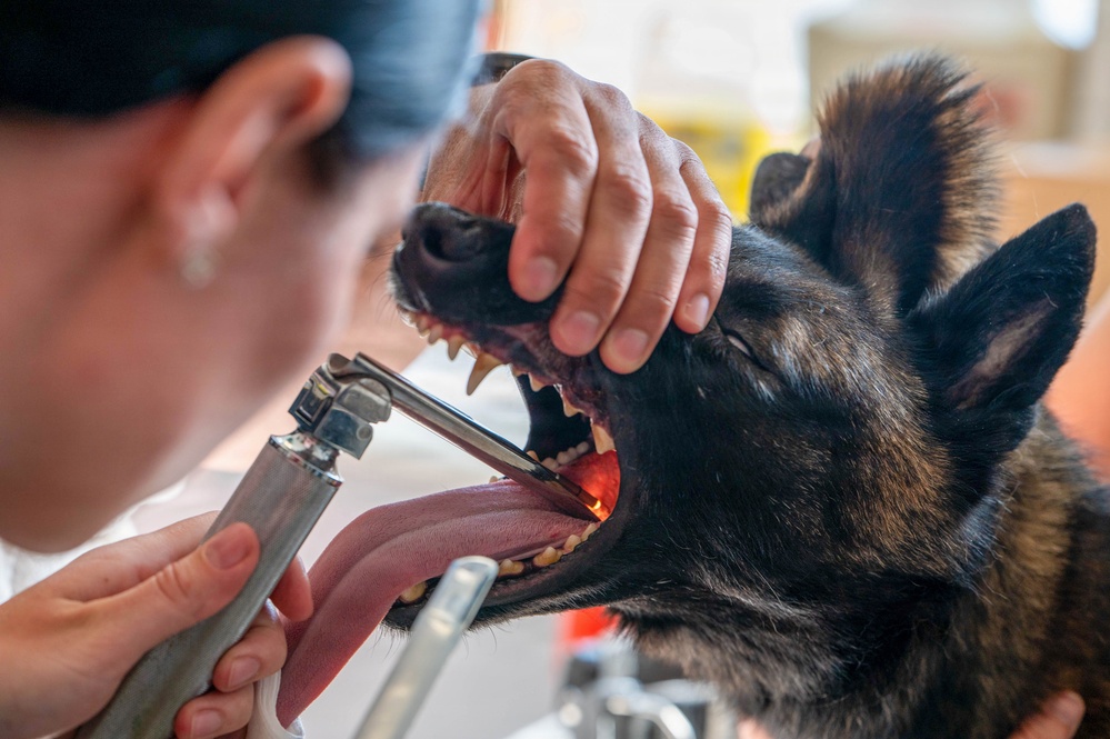 Early dental care keeps Spangdahlem Air Base military working dogs’ bite in the fight