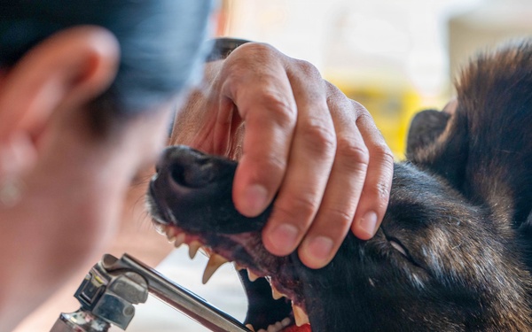 Early dental care keeps Spangdahlem Air Base military working dogs’ bite in the fight