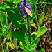 Fort McCoy hosts 2026 Butterfly Field Day highlighting endangered species conservation