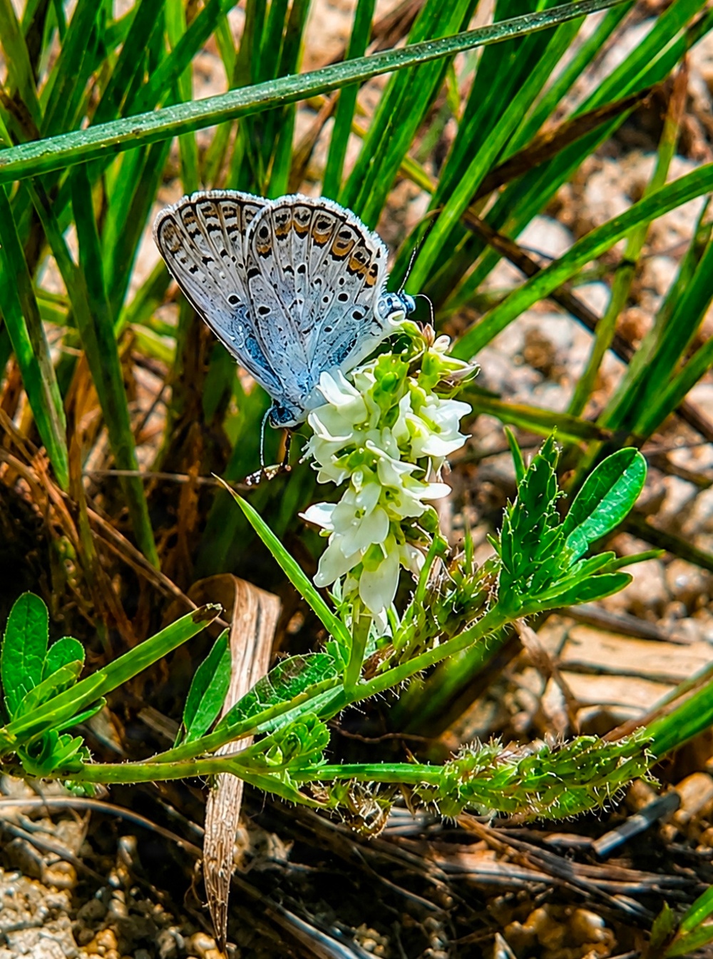 Fort McCoy hosts 2026 Butterfly Field Day highlighting endangered species conservation