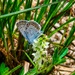 Fort McCoy hosts 2026 Butterfly Field Day highlighting endangered species conservation