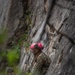 MTX 26-3 | 3/25 Conducts a Rappelling Course