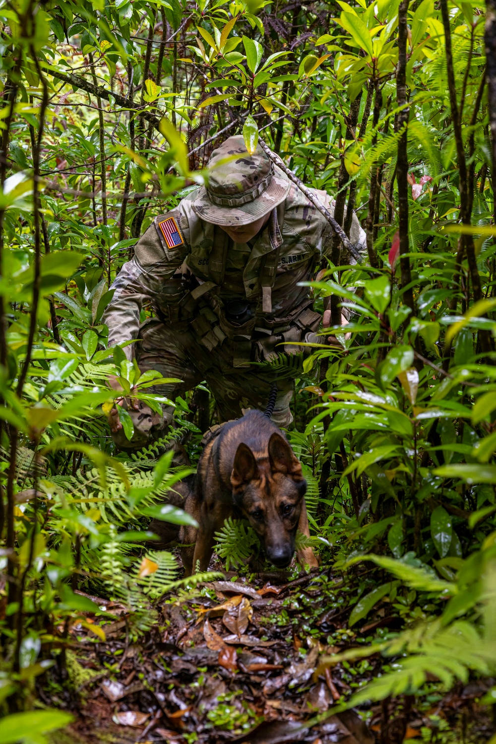 Military Working Dog Jungle Training