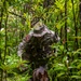 Military Working Dog Jungle Training