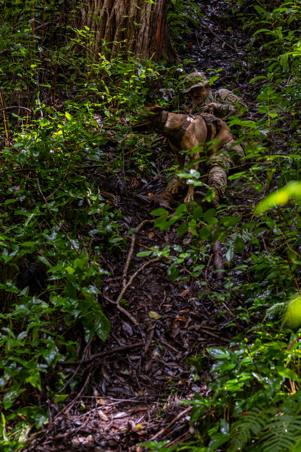 Military Working Dog Jungle Training