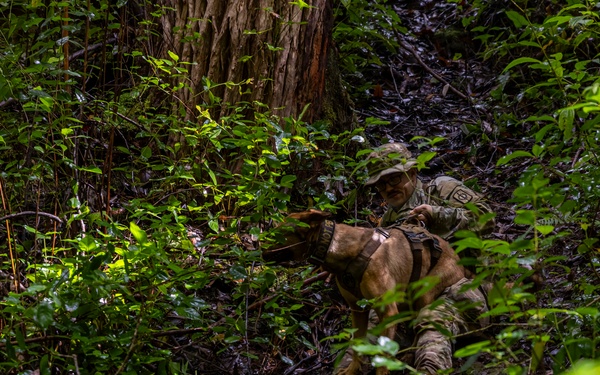 Military Working Dog Jungle Training