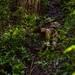 Military Working Dog Jungle Training