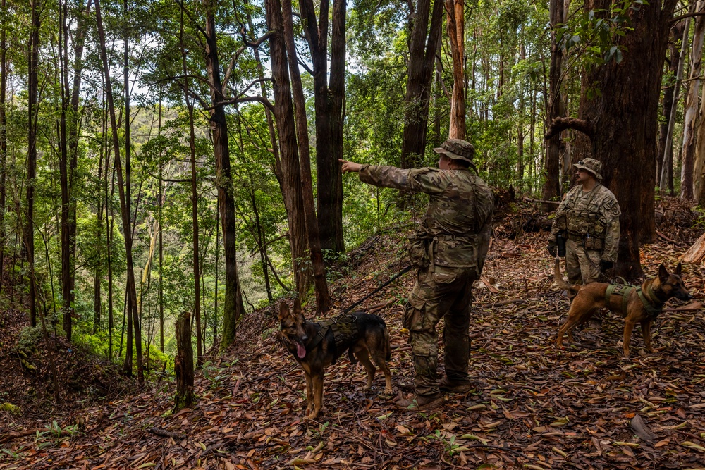 Military Working Dog Jungle Training