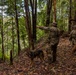 Military Working Dog Jungle Training