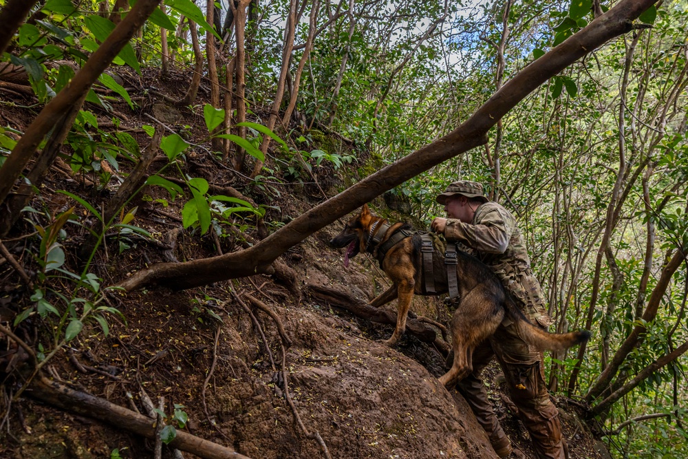 Military Working Dog Jungle Training