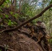 Military Working Dog Jungle Training