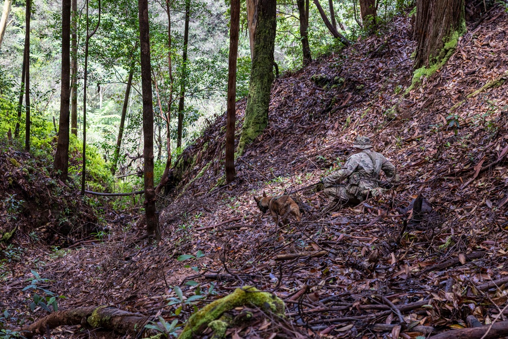 Military Working Dog Jungle Training