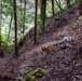 Military Working Dog Jungle Training