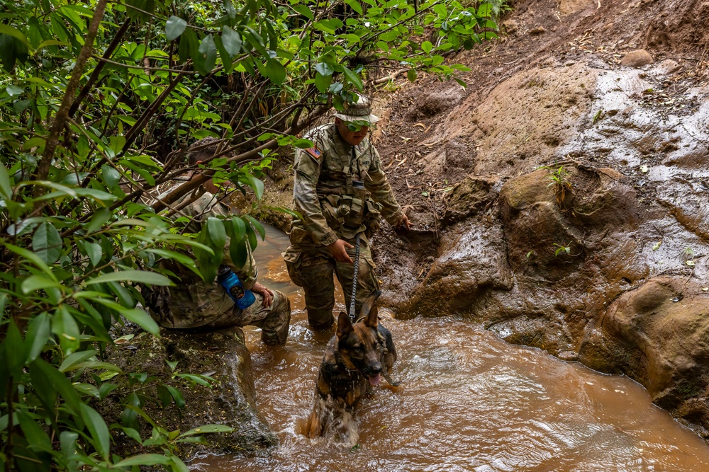 Military Working Dog Jungle Training